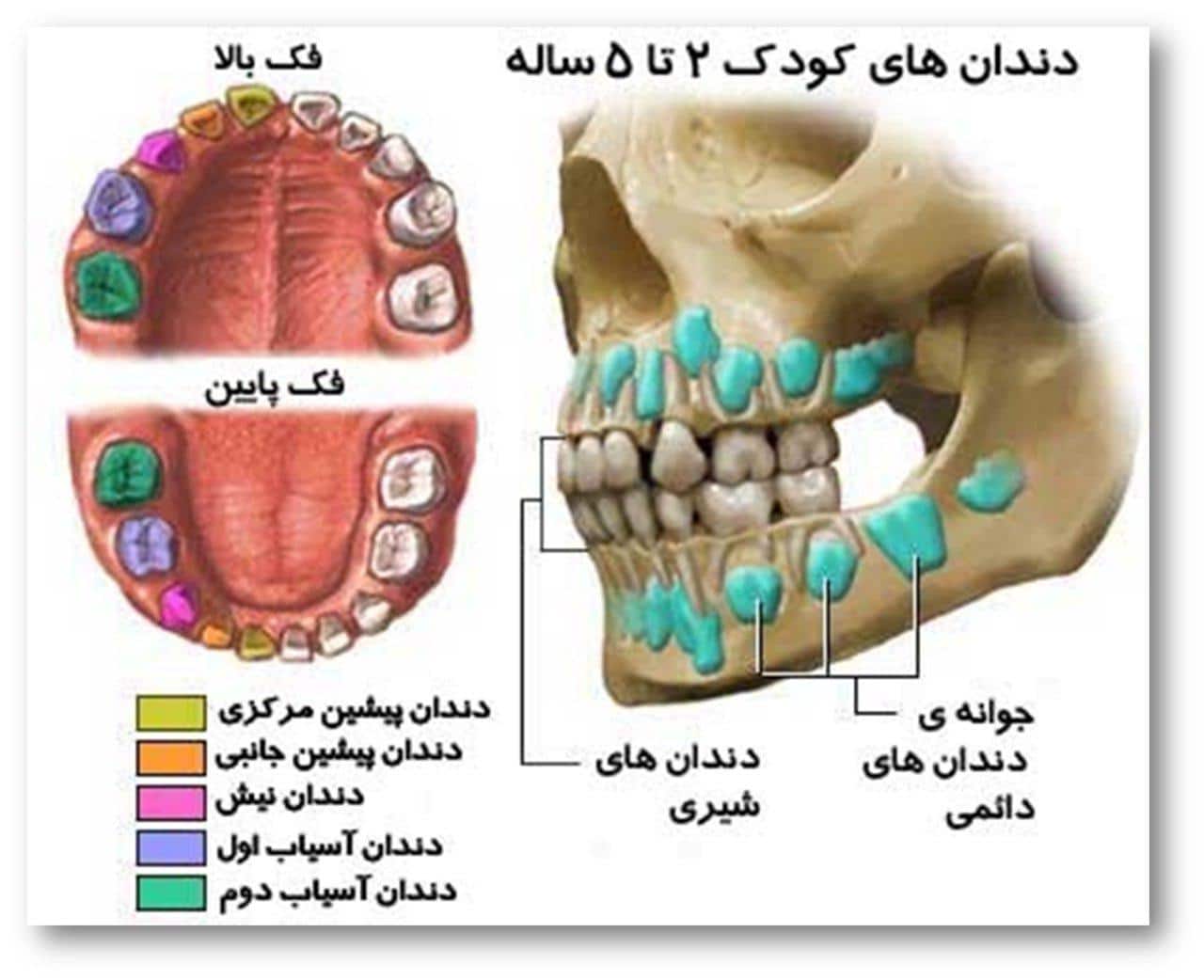 Зубы человека у детей. Коренные зубы у детей. Молочные и коренные зубы у детей. Молочные и коренные зубы у детей схема.